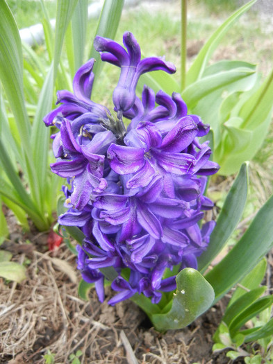 Hyacinth Peter Stuyvesant (2012, Apr.09)