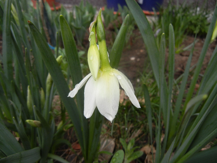 Narcissus Thalia (2012, April 09) - Narcissus Thalia