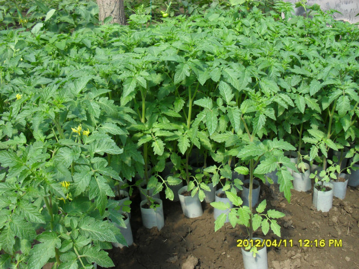 SDC12209 - solar 2012