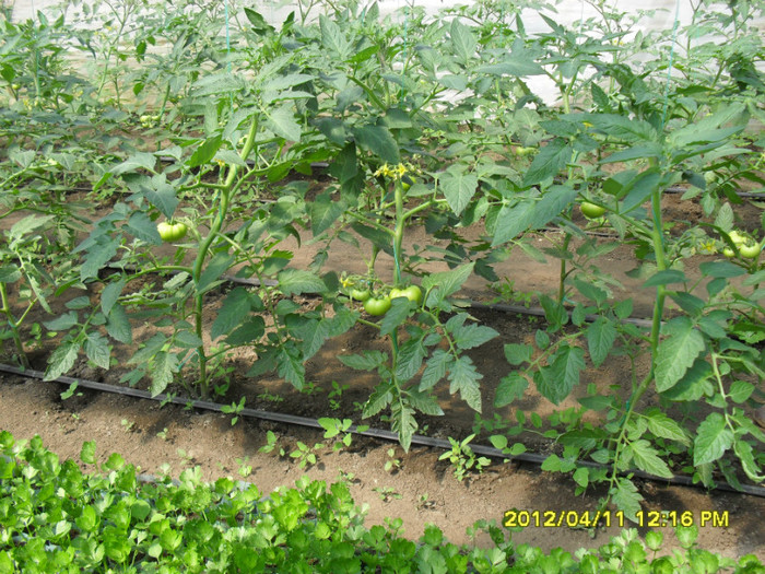 SDC12210