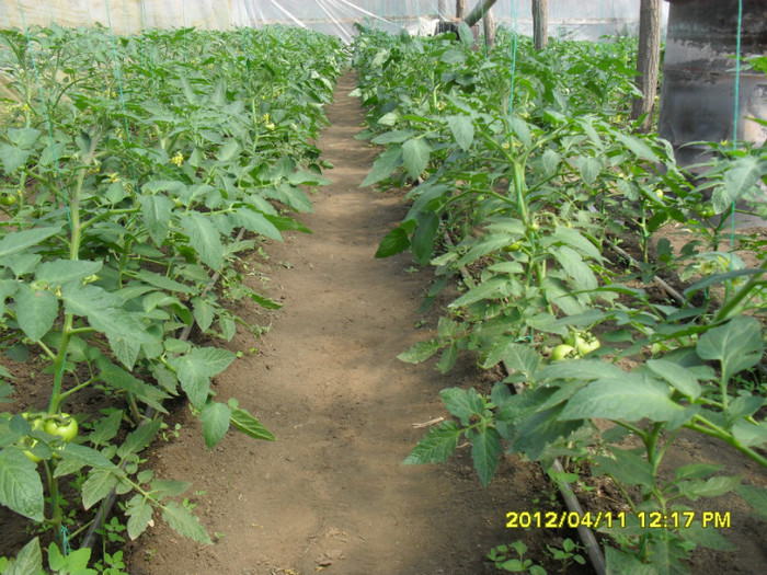 SDC12212