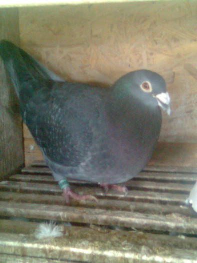 008018-05.Stichelbaut Gica Stanca - Masculi matca 2012