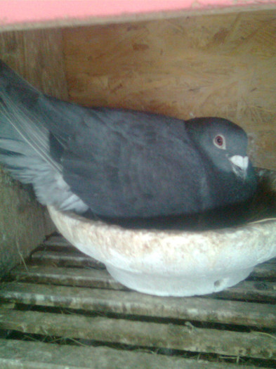 004655-05.Calcan Florin. Fiu Vifor - Masculi matca 2012