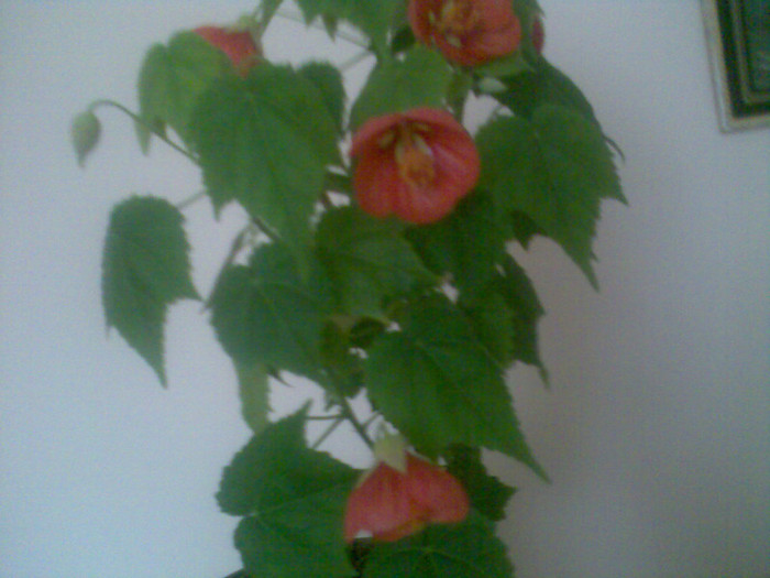 abutilon