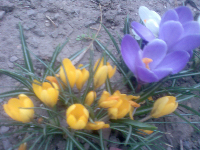 25 martie - flori gradina 2012