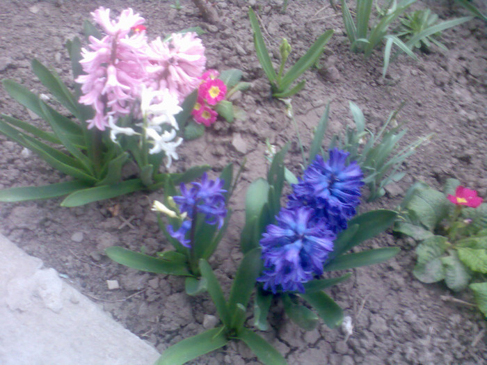 25 martie - flori gradina 2012