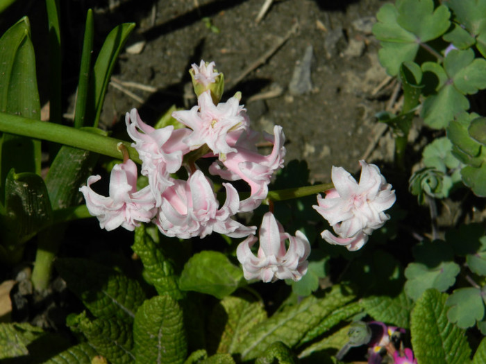 DSCN2161