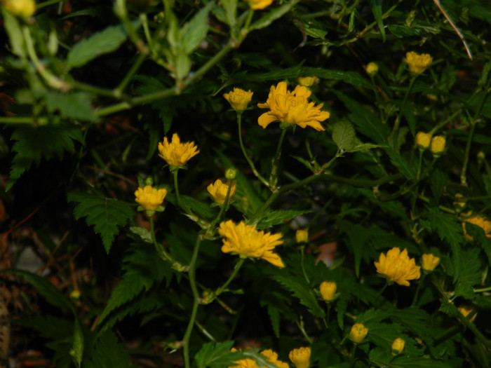 DSCN2212
