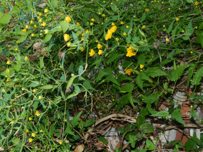 DSCN2214