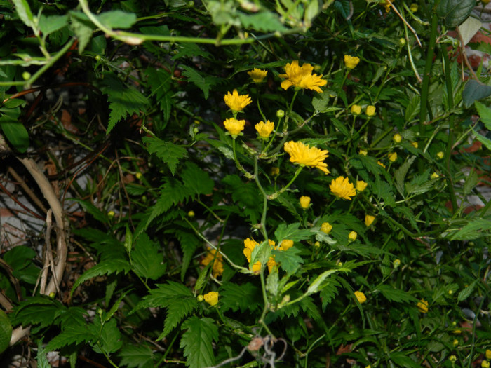 DSCN2221