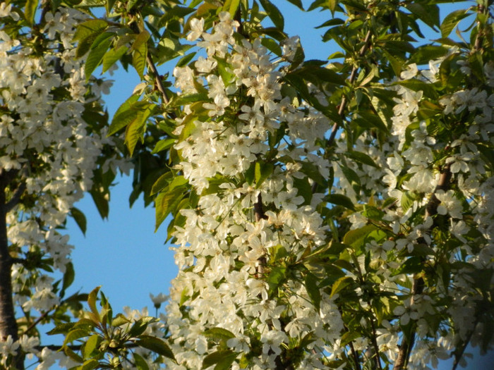 DSCN2245