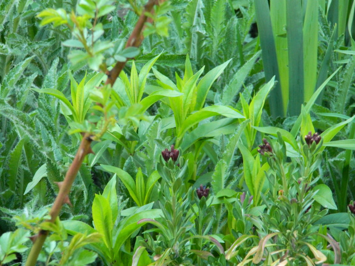 DSCN2268