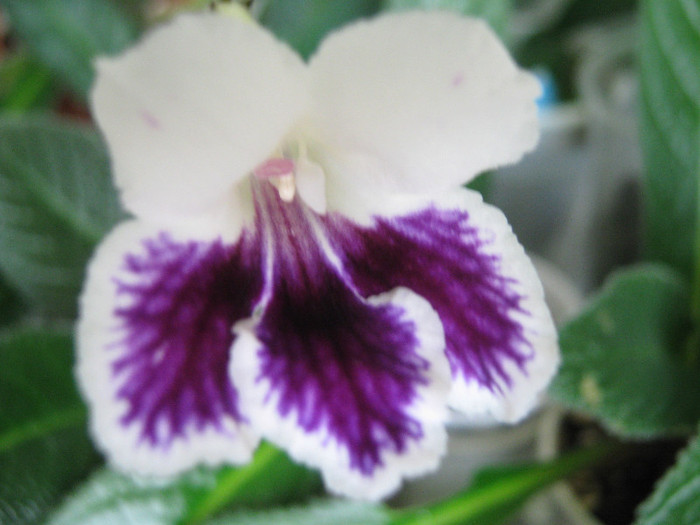  - streptocarpus Bristols Tie Dyed