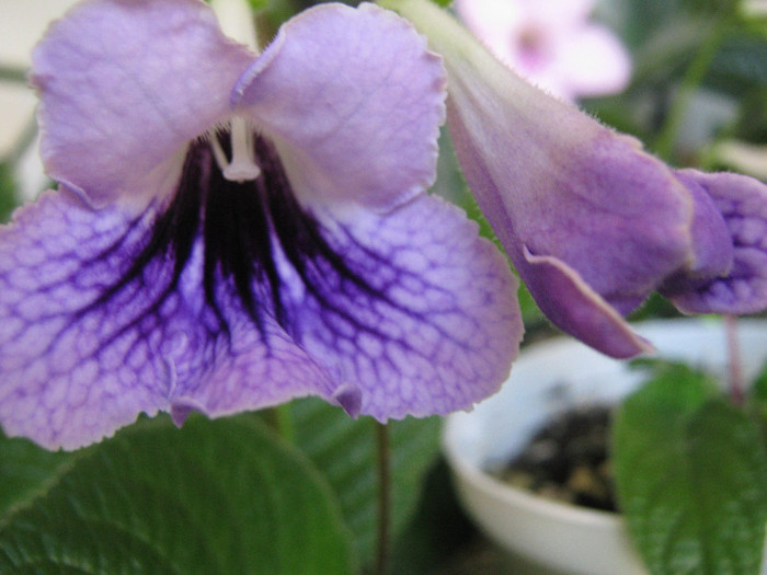  - streptocarpus DS Mistika