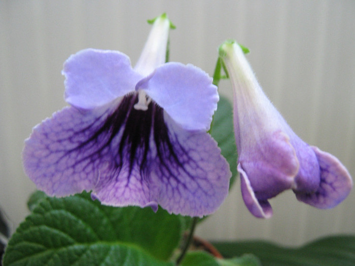  - streptocarpus DS Mistika