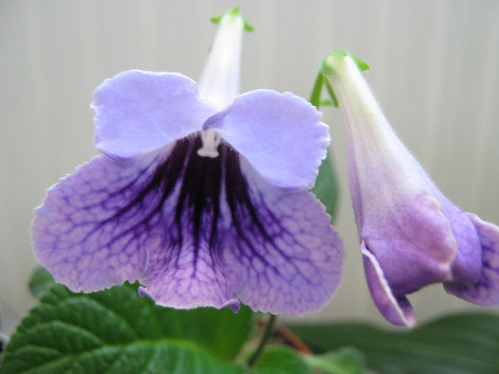  - streptocarpus DS Mistika