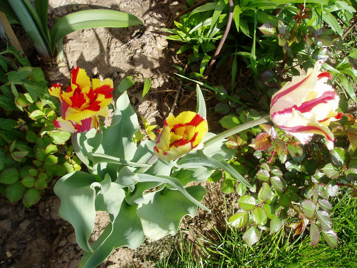 P1010013 - Primavara