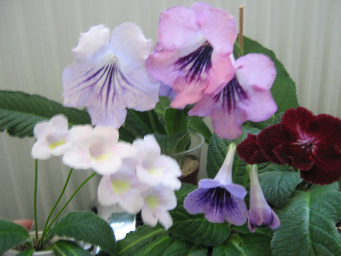 DS Alexandrit, ds mistika,ds mirazh,ds ognivo,bristol s goosse egg