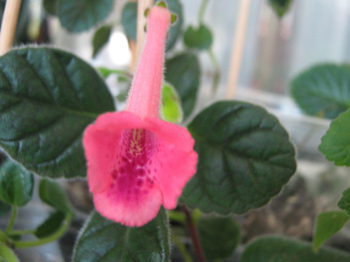  - sinningia Ozark Rosey Freckles