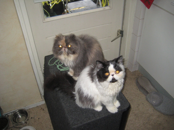 Strauss si Amarige 025