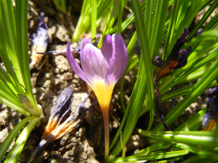 Crocus sieberi Tricolor (2012, April 11) - Crocus sieberi Tricolor