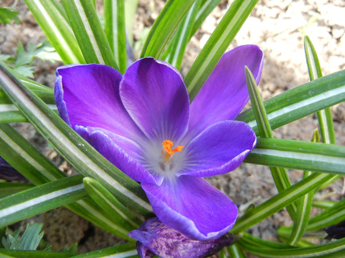 Crocus Negro Boy (2012, April 11)