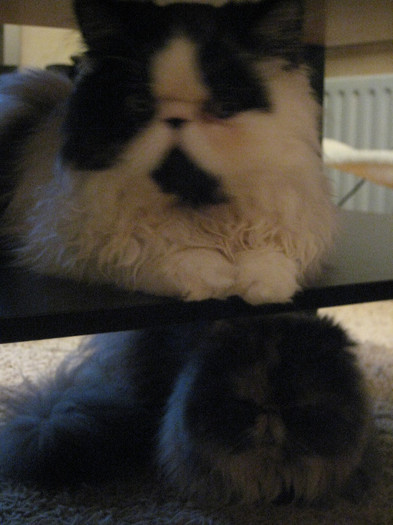 Strauss si Amarige 089