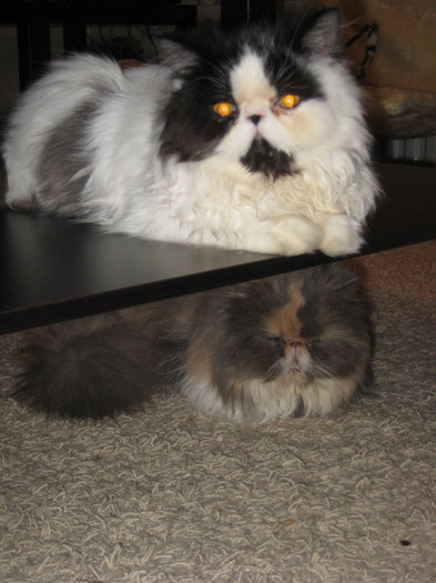 Strauss si Amarige 092