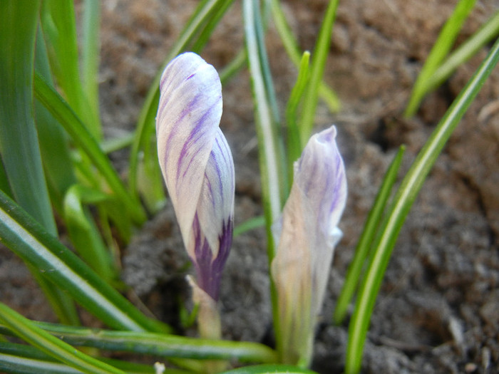 Crocus Pickwick (2012, April 08) - Crocus Pickwick