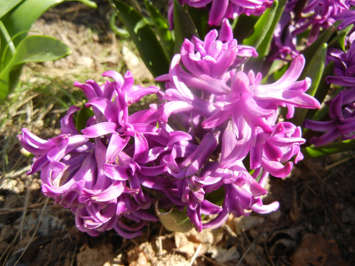 Hyacinth Amethyst (2012, April 11)