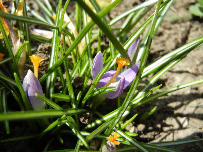 Crocus Light Purple (2012, April 03) - Crocus Light Purple