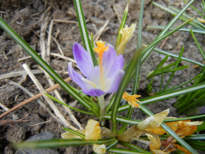 Crocus Light Purple (2012, April 04)