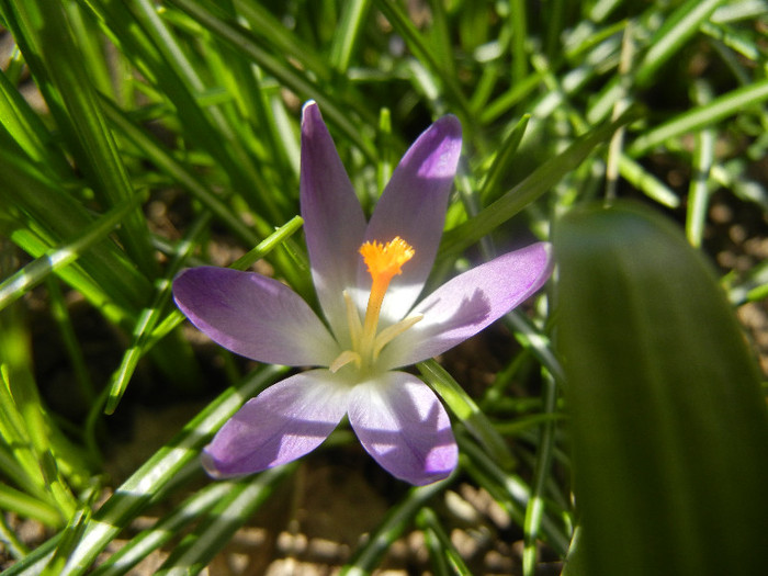 Crocus Light Purple (2012, April 11)