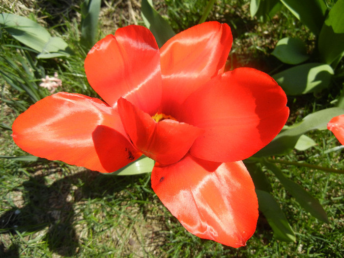 Tulipa Madame Lefeber (2012, April 11)