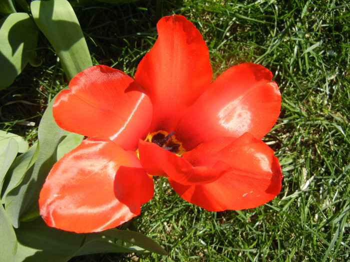 Tulipa Madame Lefeber (2012, April 11)