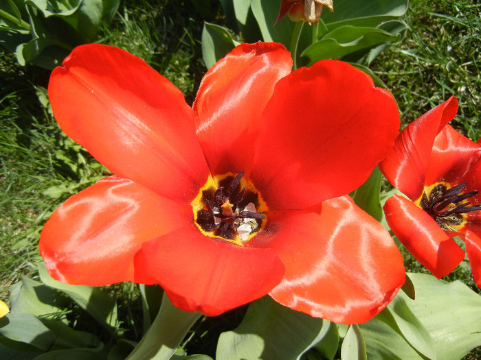 Tulipa Madame Lefeber (2012, April 11)