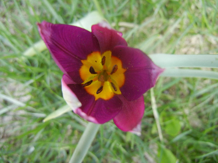 Tulipa Persian Pearl (2012, April 10) Tulipa Persian Pearl (2012, April 10)