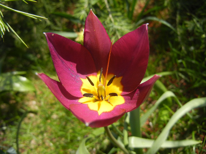 Tulipa Persian Pearl (2012, April 11) Tulipa Persian Pearl (2012, April 11)