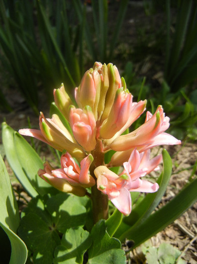 Hyacinth Pink Pearl (2012, April 04) Hyacinth Pink Pearl (2012, April 04)