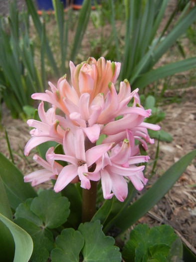 Hyacinth Pink Pearl (2012, April 04) - Hyacinth Pink Pearl