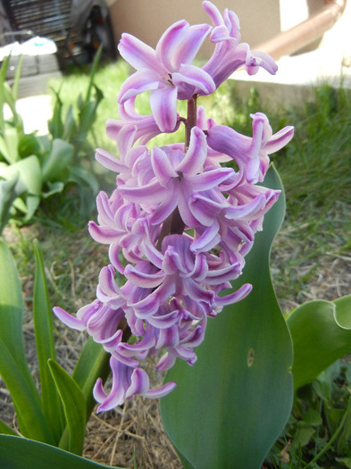 Hyacinth Splendid Cornelia (2012, Apr.11) - Hyacinth Splendid Cornelia