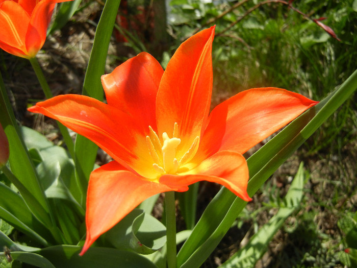 Tulipa Synaeda Orange (2012, April 11)