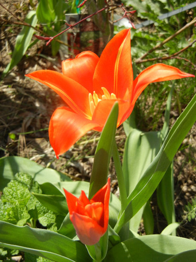 Tulipa Synaeda Orange (2012, April 11) - Tulipa Synaeda Orange