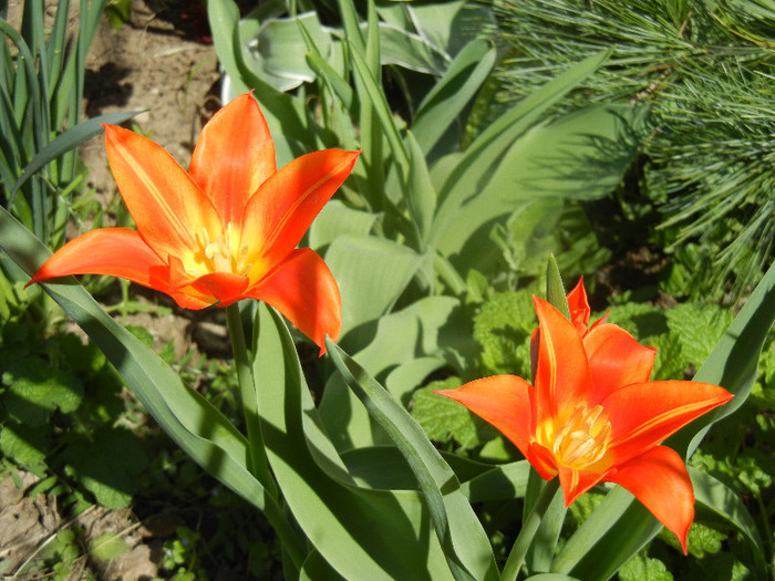 Tulipa Synaeda Orange (2012, April 11) - Tulipa Synaeda Orange