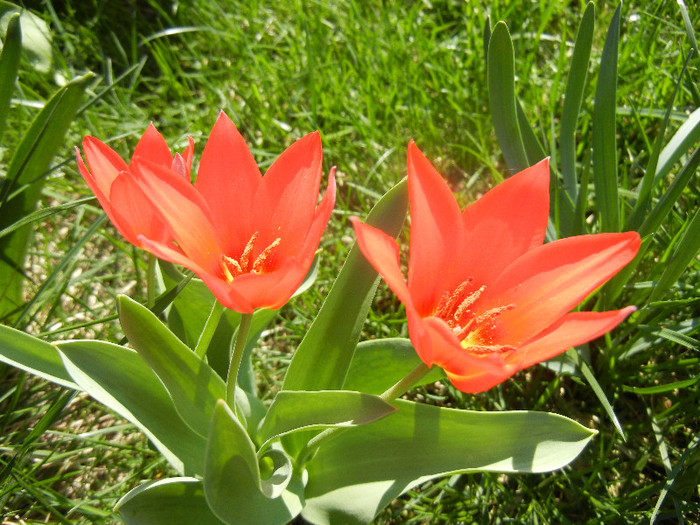 Tulipa Toronto (2012, April 11)