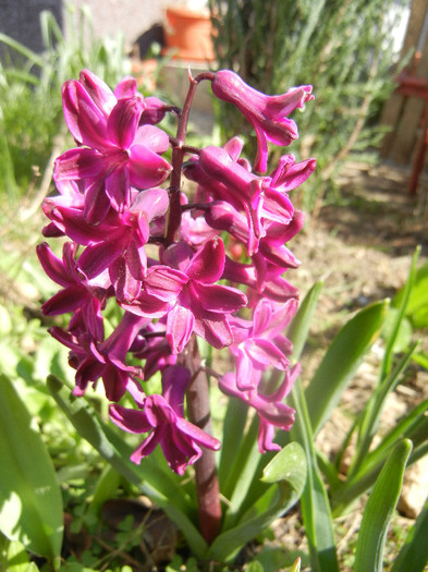 Hyacinth Woodstock (2012, April 11) - Hyacinth Woodstock