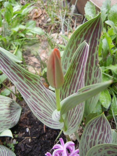 Tulipa Red Riding Hood (2012, April 09)