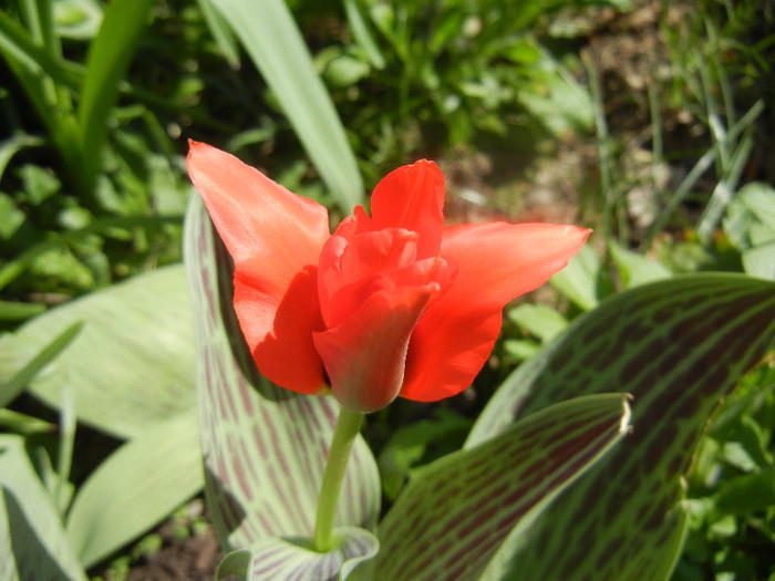 Tulipa Red Riding Hood (2012, April 11) - Tulipa Red Riding Hood