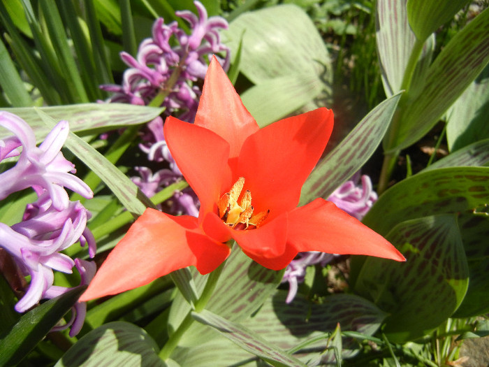 Tulipa Red Riding Hood (2012, April 11)