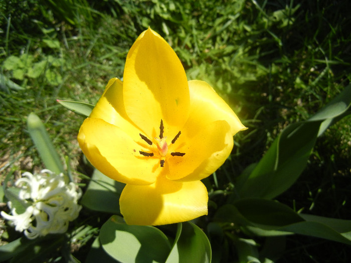 Tulipa Candela (2012, April 11)